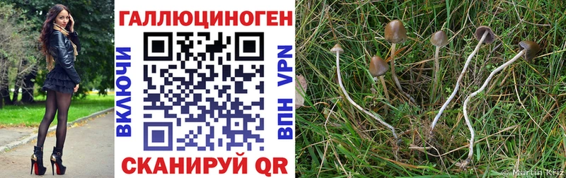Купить закладки  Вятские Поляны  Галлюциногенные грибы Magic Shrooms 
